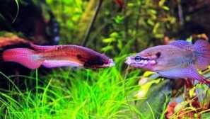 Грилинг gourats: съдържание.съвместимост, развъждане, описание, хранене, снимка